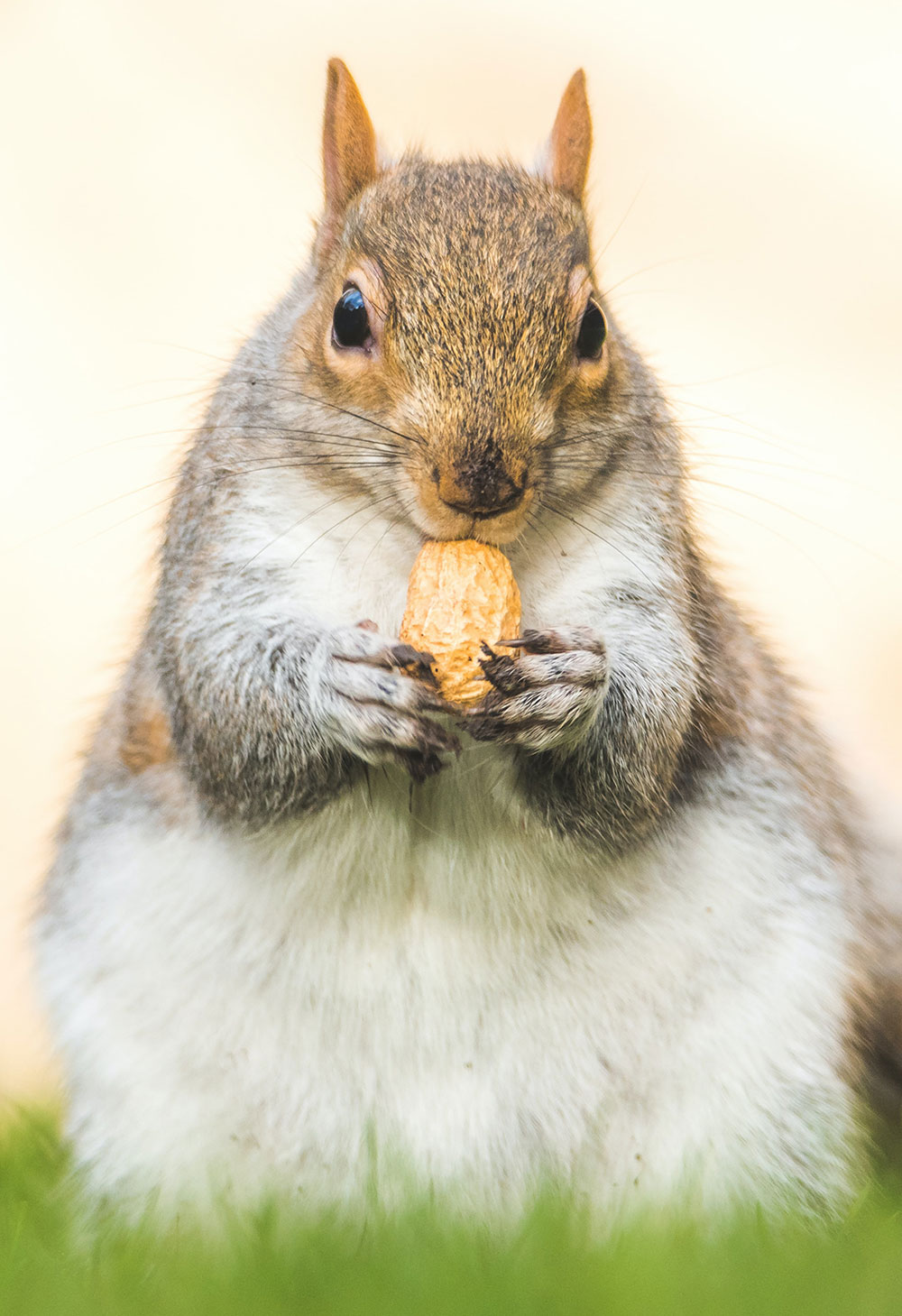 ecureuil-dodu-en-plein-repas
