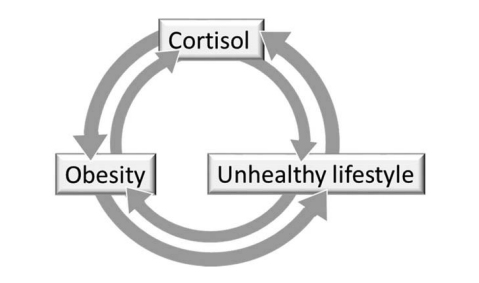 schema-lien-cortisol-et-obesite