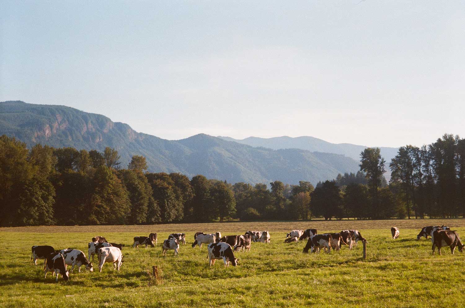 vaches-ferme-dans-champ